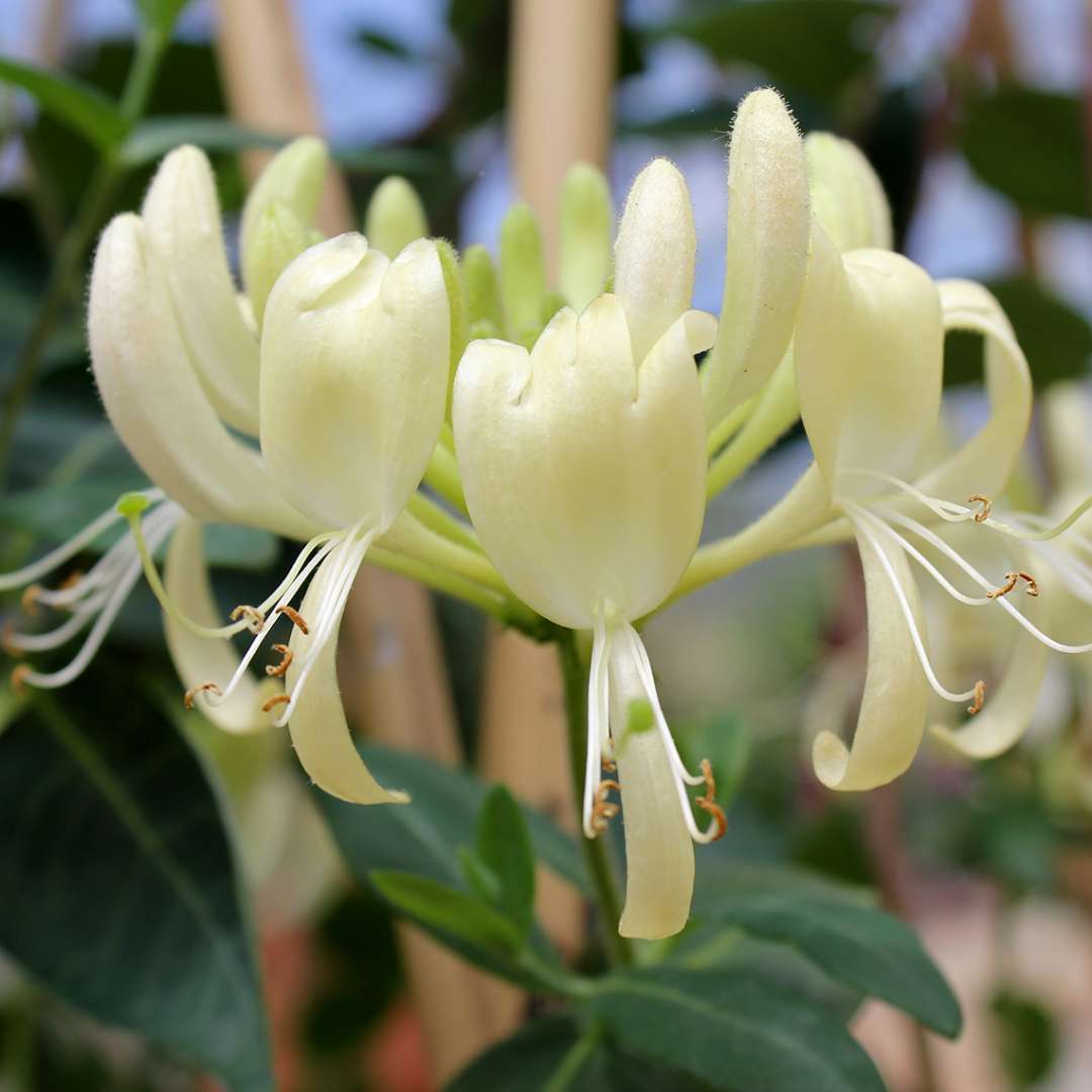 Close up of a white Scentsation honeysuckle bloom