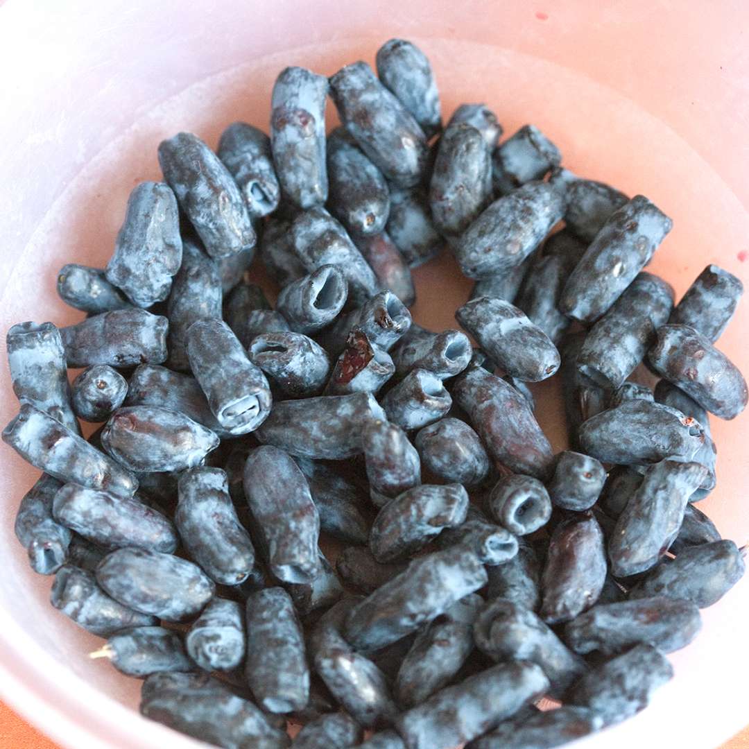 Bowl filled with Sugar Mountain Blue Lonicera berries