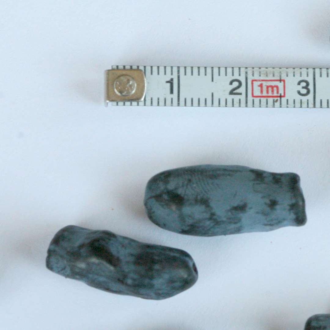 Close up of Sugar Mountain Blue Lonicera berries next to tape measure for size comparison