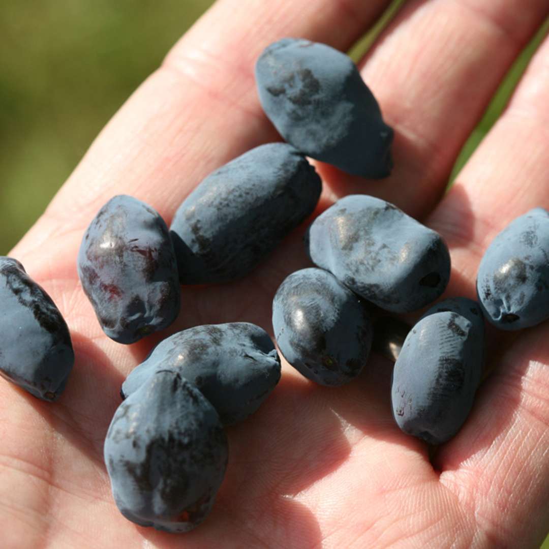 Close up of Yezberry Solo Lonicera berries in hand