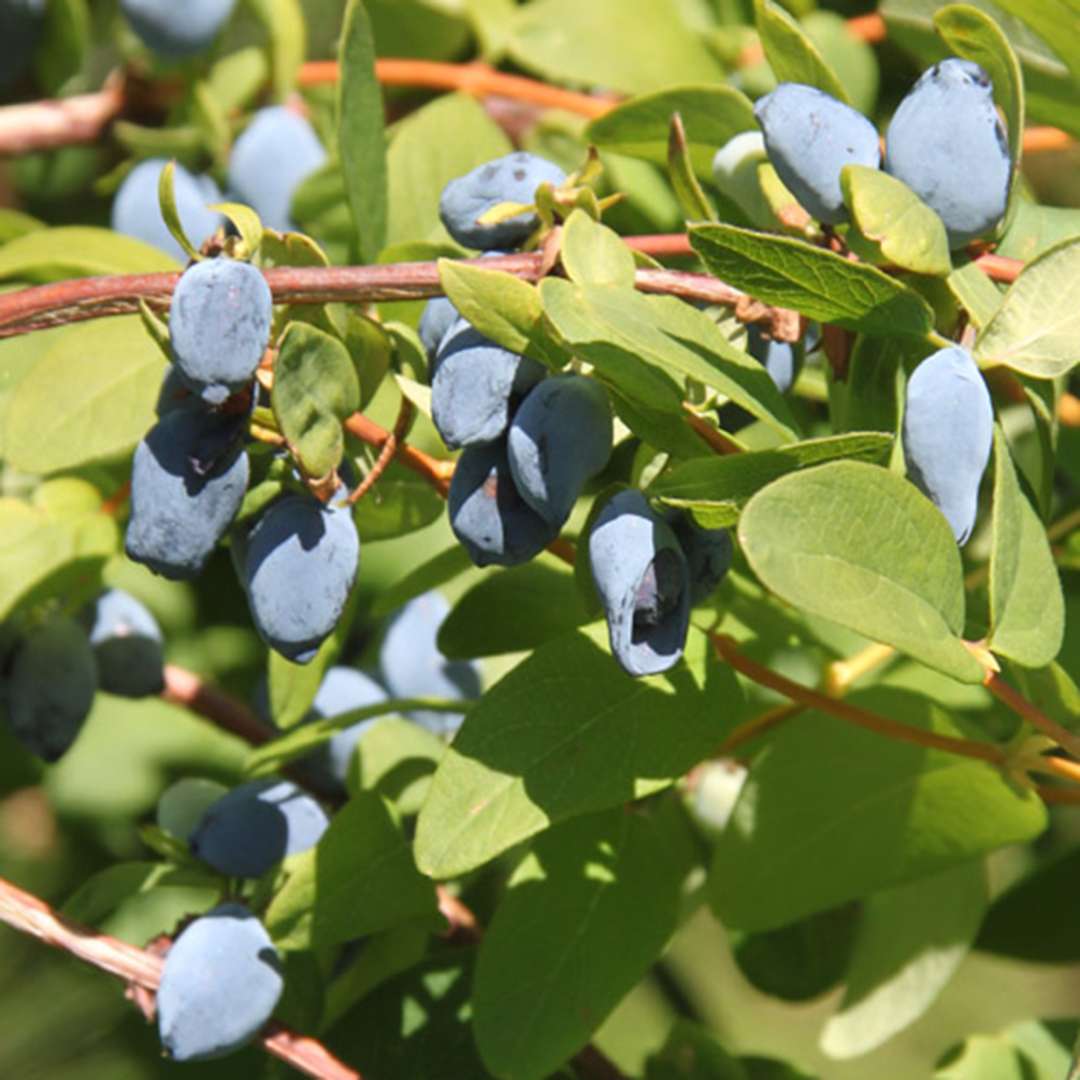 Yezberry Solo Lonicera heavy berry set in landscape