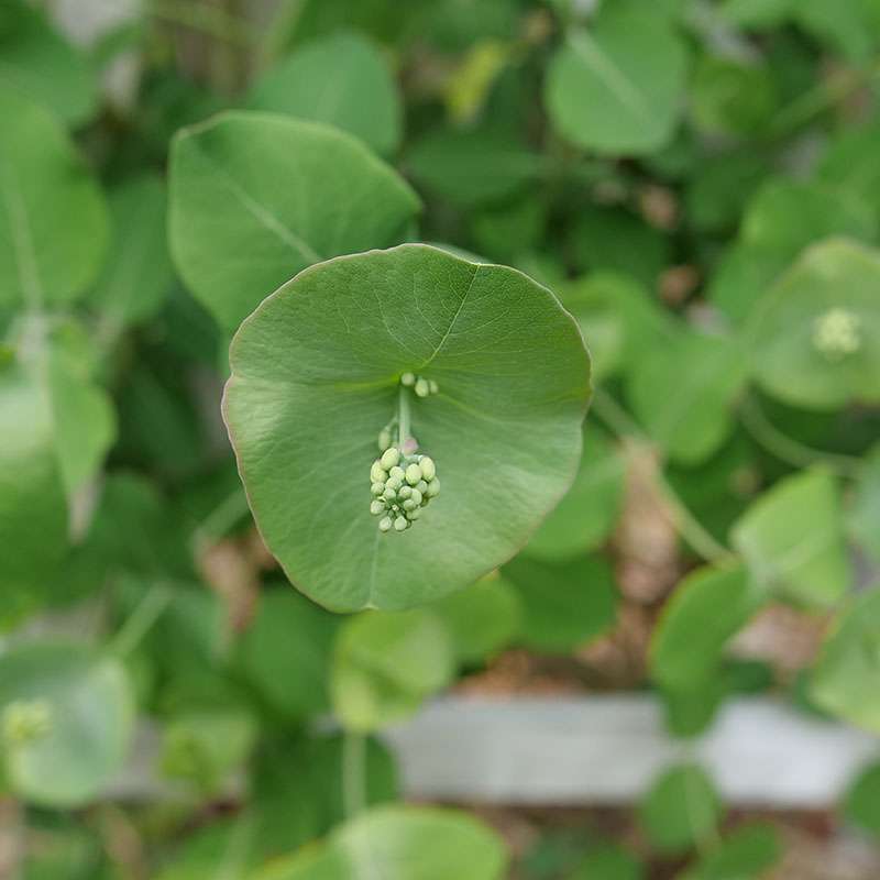 Close up on a bud of Kintzley's Ghost honeysuckle 