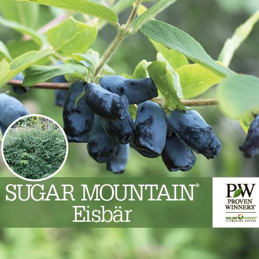Preview of Sugar Mountain® Eisbär Lonicera Benchcard PDF