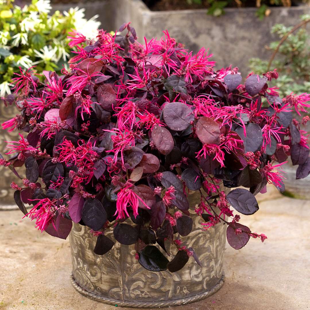 Jazz Hands Bold Loropetalum in container