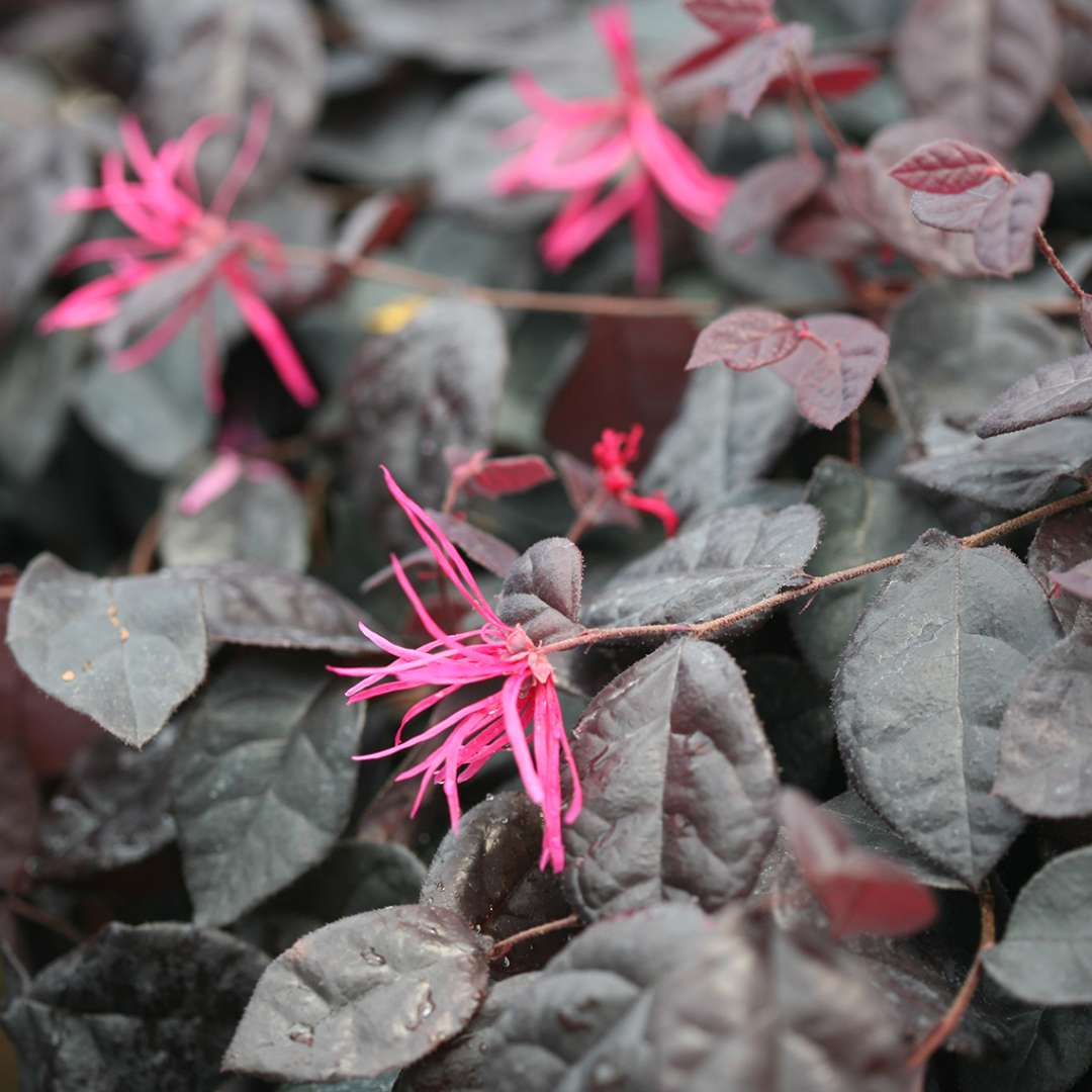 Close up of Jazz Hands Bold Loropetalum blooms and foliage