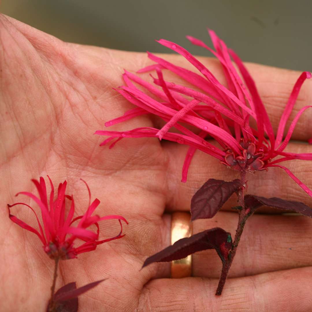 Close up comparison of Jazz Hands Bold Chinese fringe-flower bloom