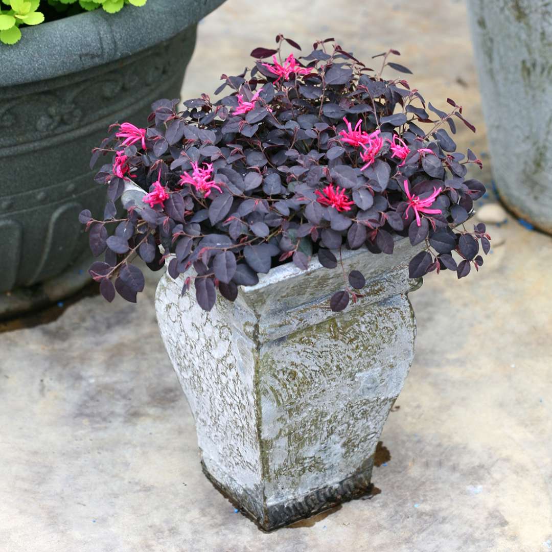 Jazz Hands Mini Chinese fringe-flower in short rustic container