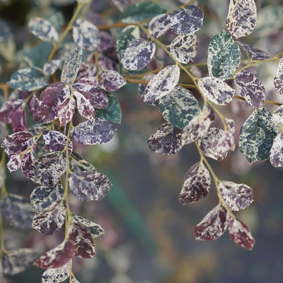 Jazz Hands Night Moves Loropetalum | Spring Meadow - wholesale