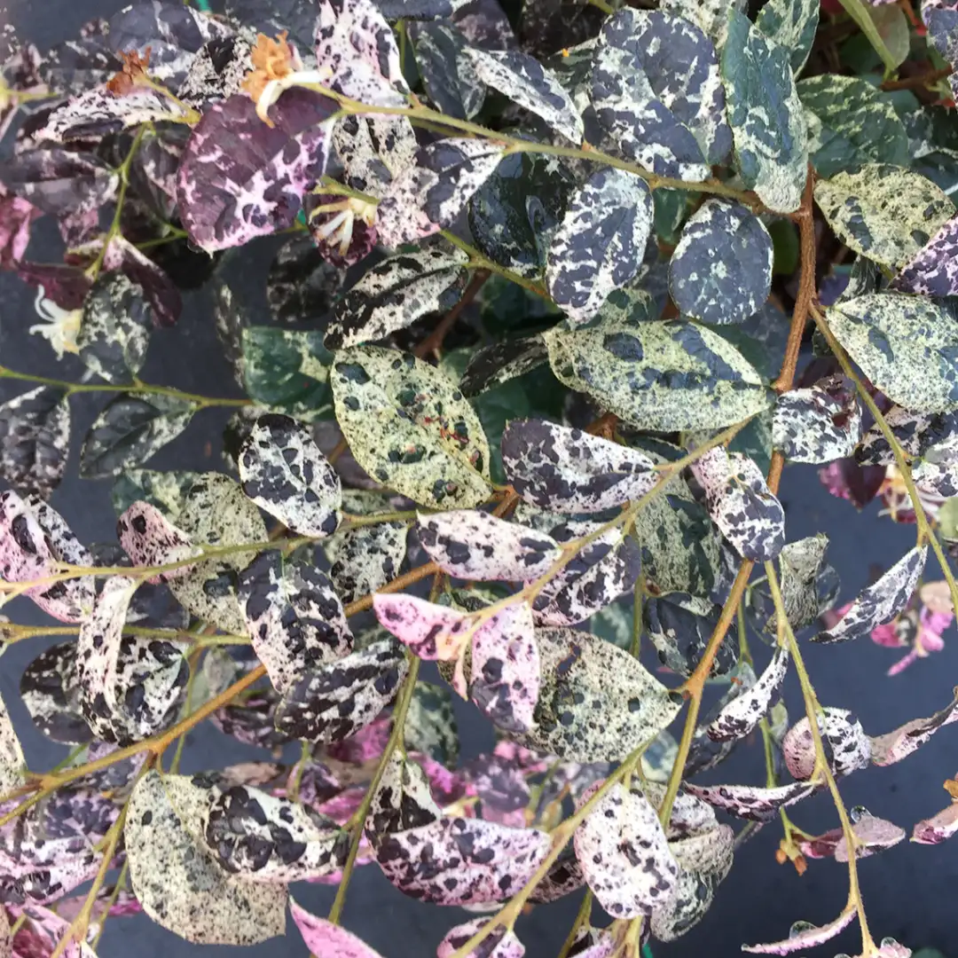 Jazz Hands Night Moves Loropetalum | Spring Meadow - wholesale