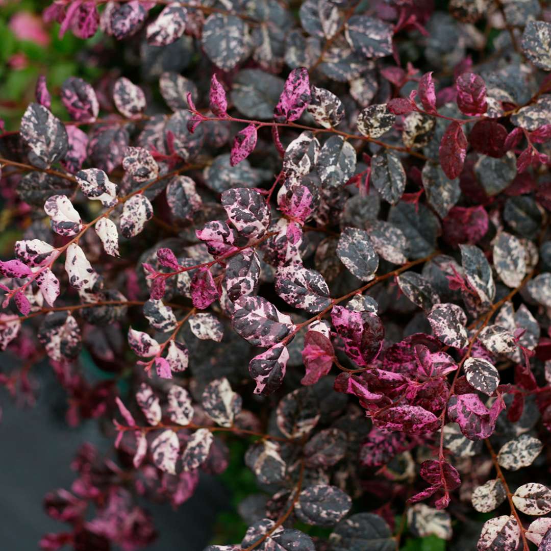 Close up of Jazz Hands Variegated Loropetalum foliage