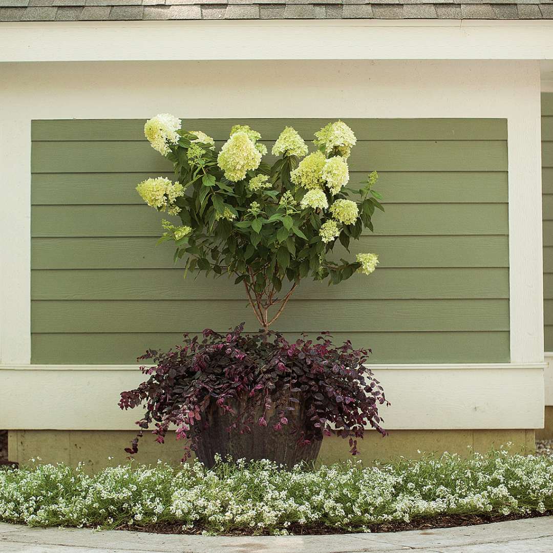 Jazz Hands Variegated Loropetalum in large container with hydrangea tree