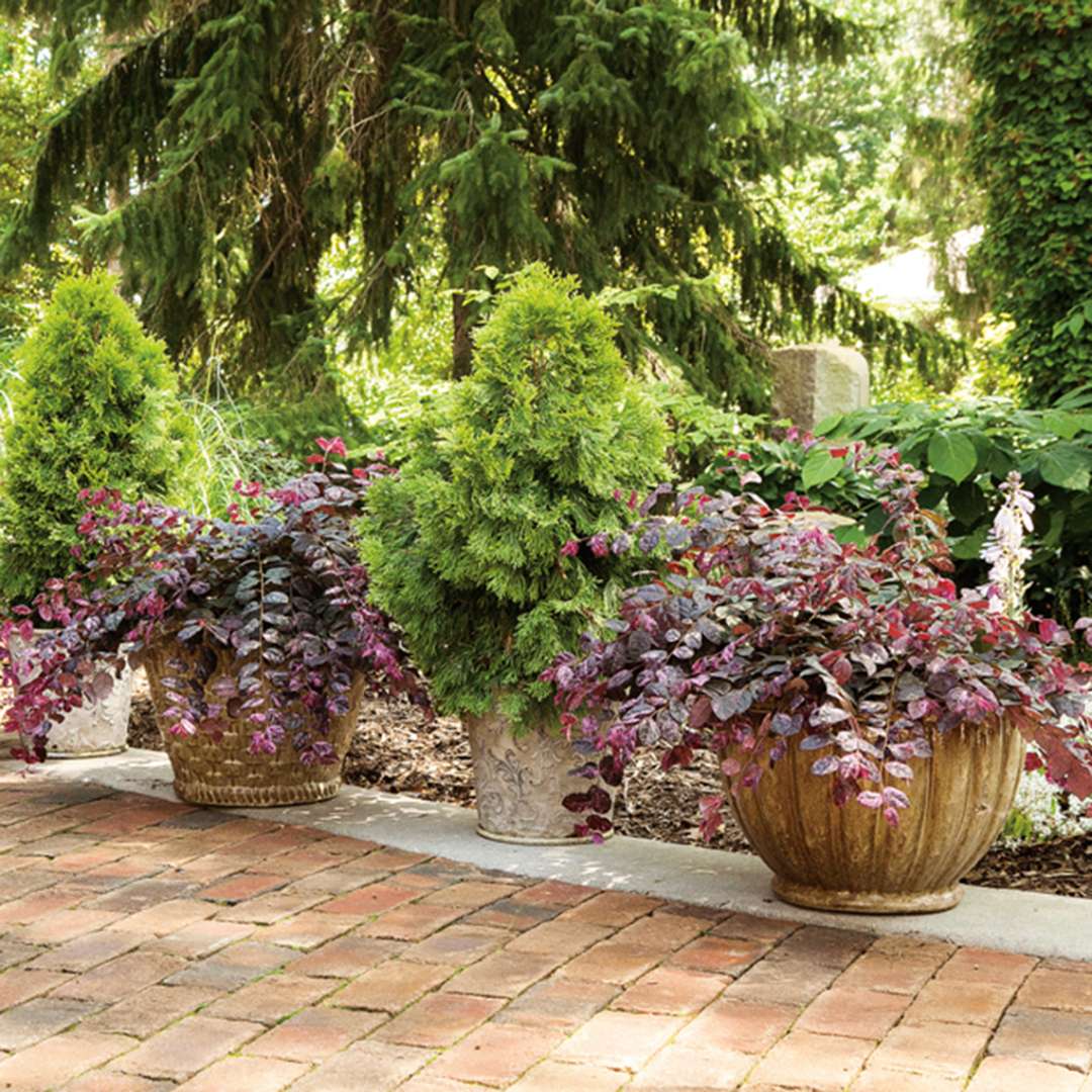 Two Jazz Hands Variegated Loropetalums in containers