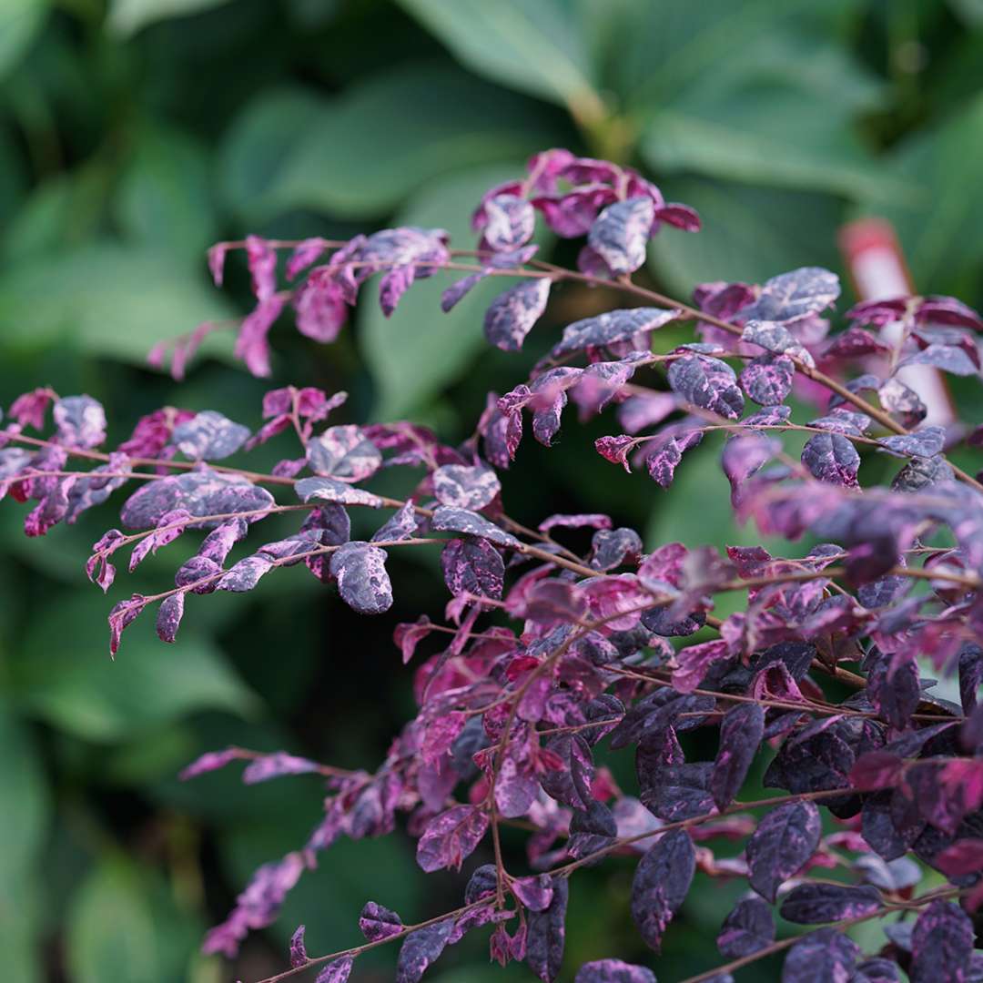 Close up of Jazz Hands Variegated Loropetalum foliage with green background