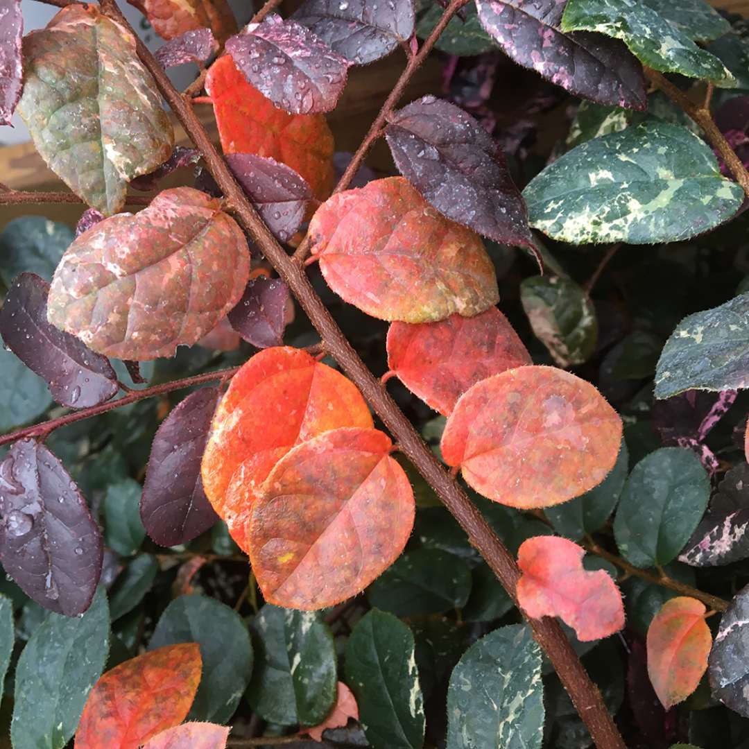 Close up of Jazz Hands Variegated Chinese fringe-flower fall foliage