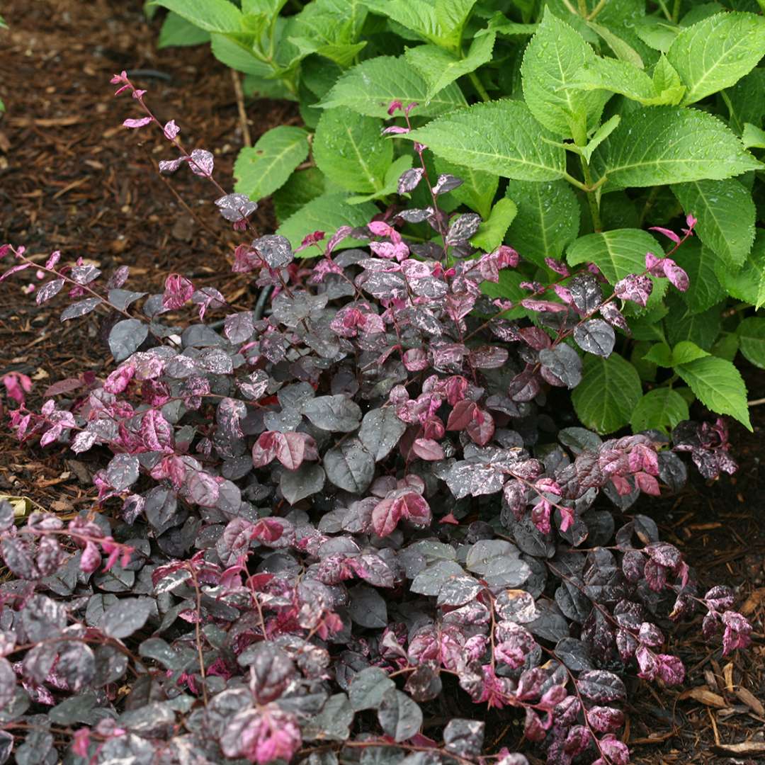 Jazz Hands Variegated Loropetalum in landscape next to bigleaf hydrangea