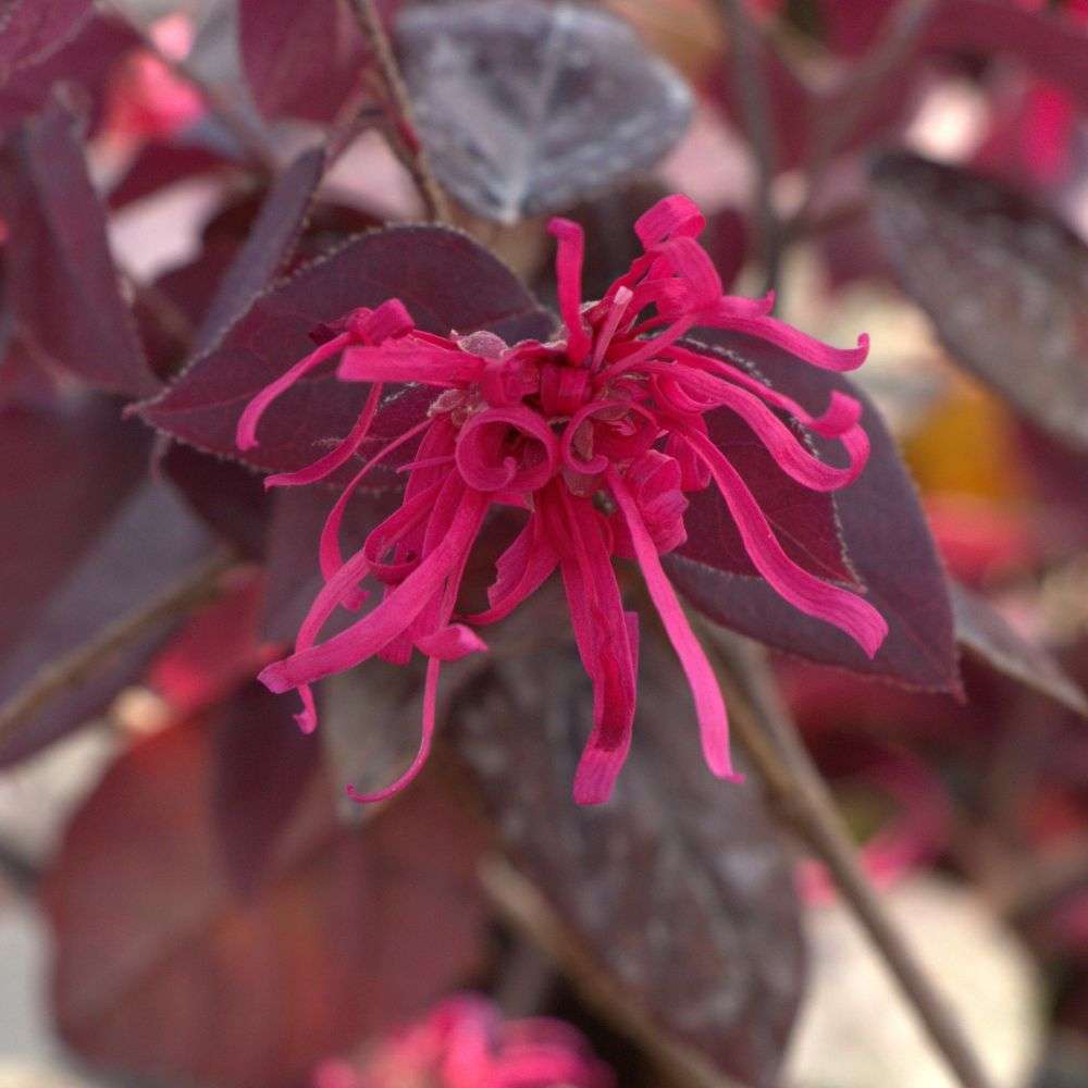 Close up of the vibrant pink streamer-like flowers of Jazz Hands Velvet Chinese fringe flower