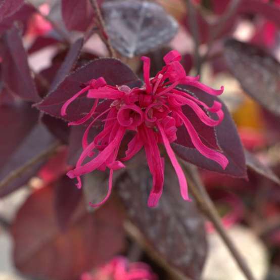 Close up of the vibrant pink streamer-like flowers of Jazz Hands Velvet Chinese fringe flower
