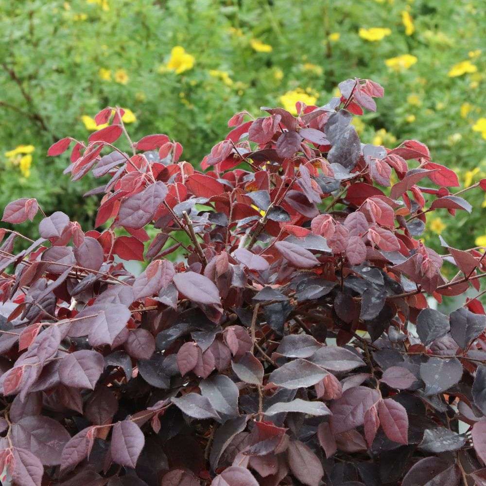 Close up of the burgundy purple foliage of Jazz Hands Velvet loropetalum