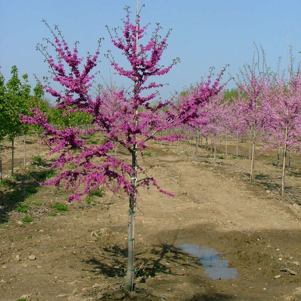 Full view of Lucious Lavender redbud in full bloom.