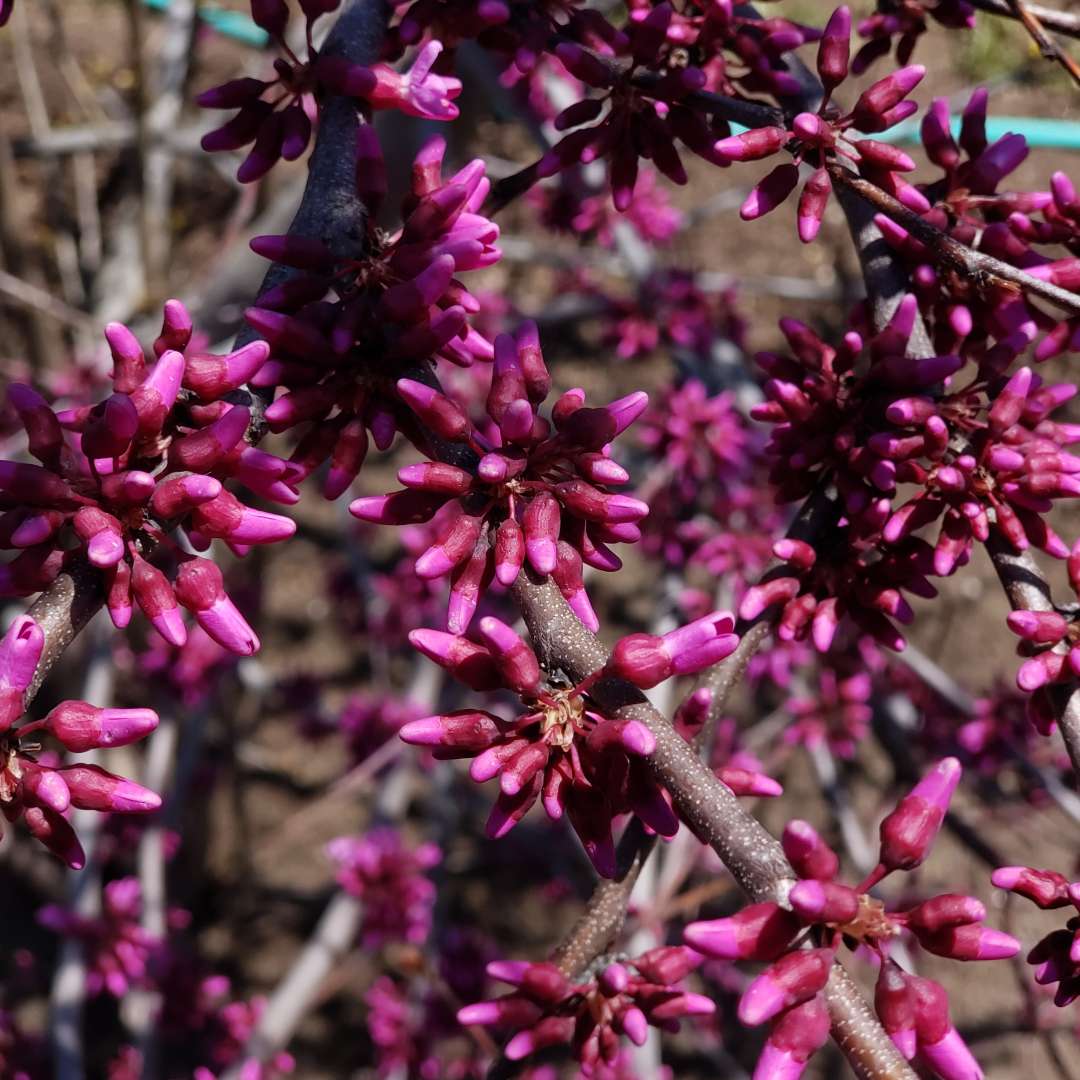 Lucious Lavender redbud flower buds.