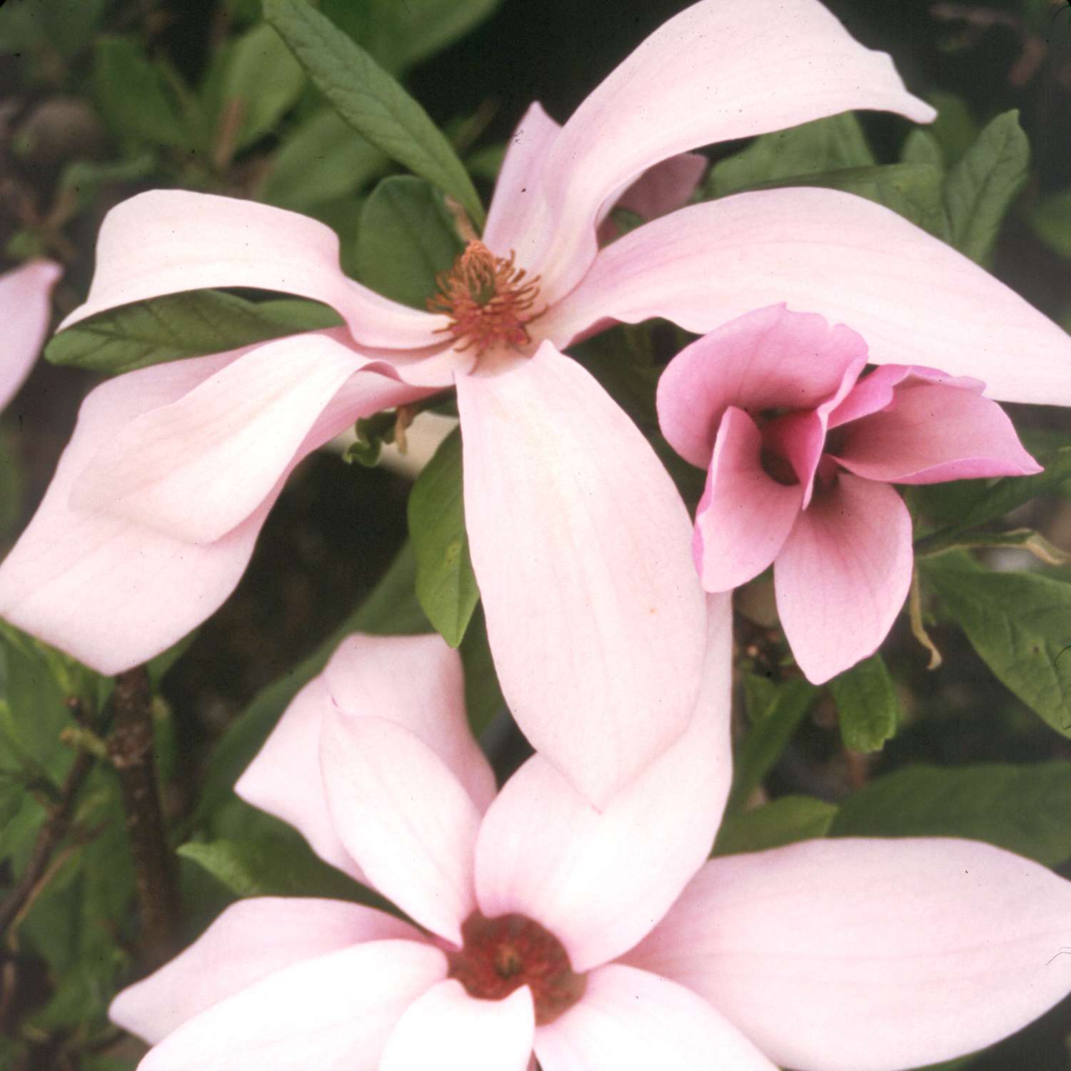 Close up of pink Ann Magnolia bloom