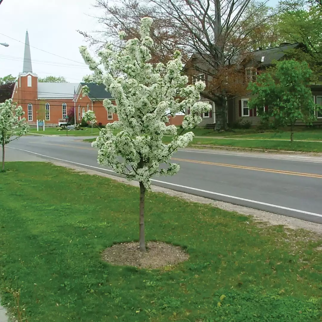 Sweet Sugar Tyme crabapple used as a street tree in a small town.