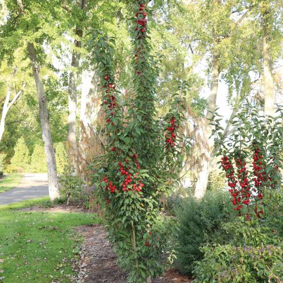 Red fall fruits in fall. 