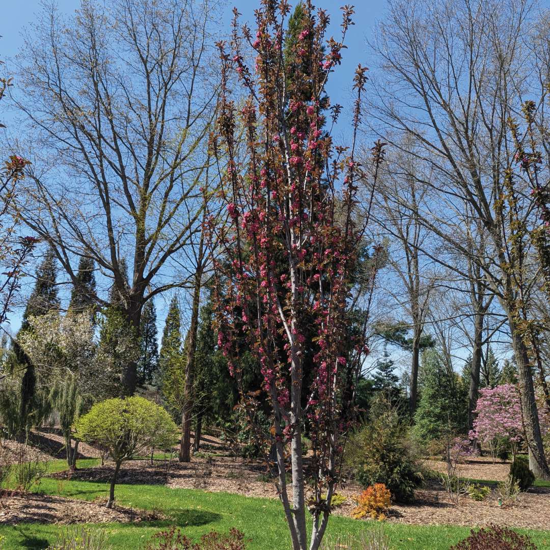 Pink spring flowers on Picket Pink crabapple.