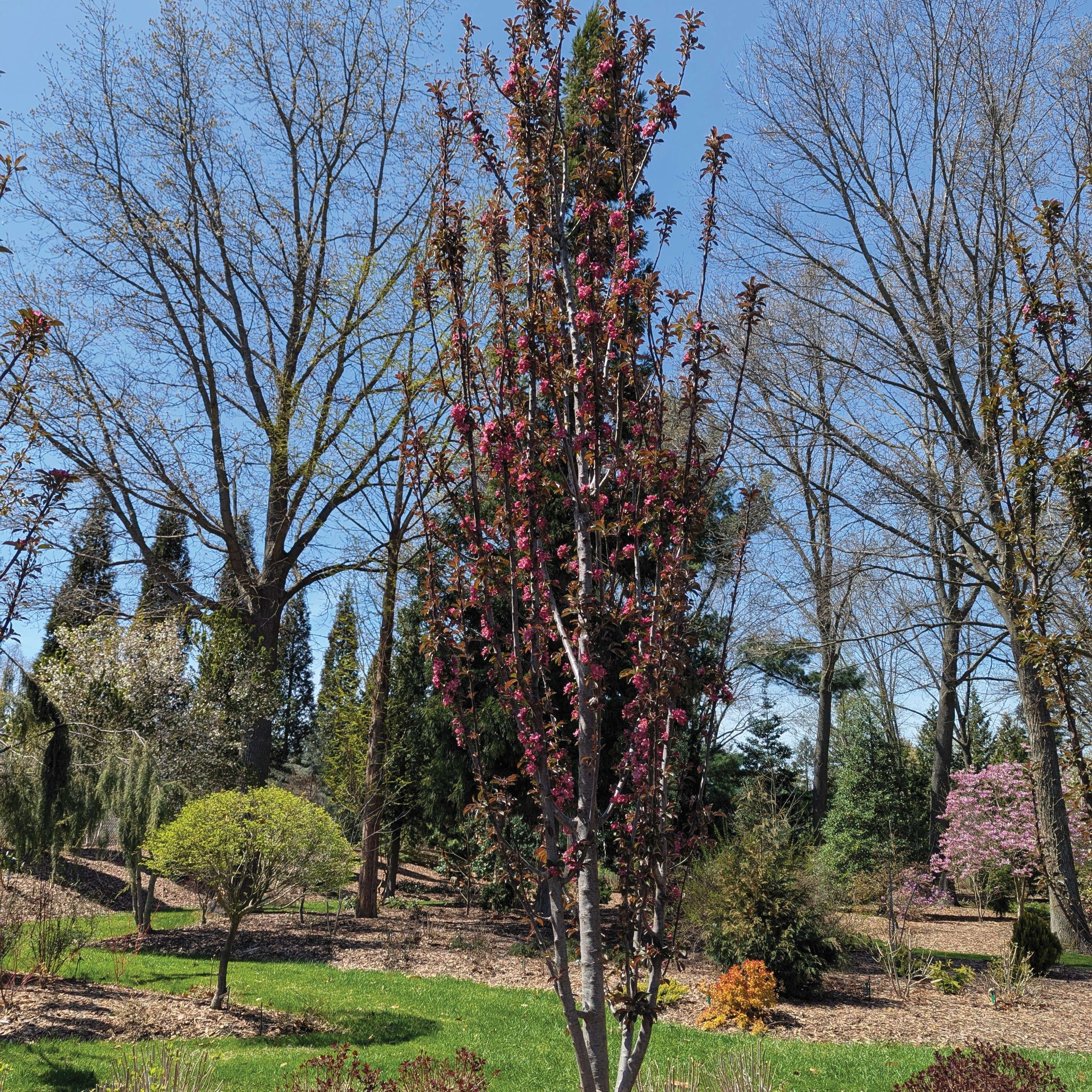 Pink spring flowers on Picket Pink crabapple.