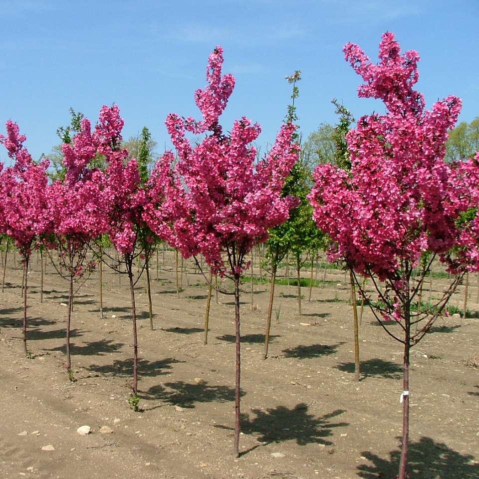 Rows of Show Time crabapples in a field 