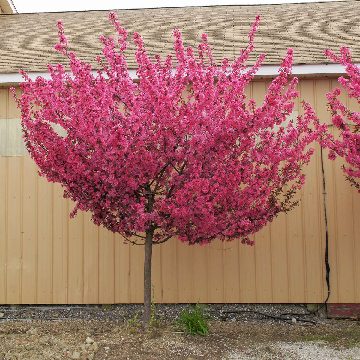 Show Time crabapple with pink blooms and a rounded canopy