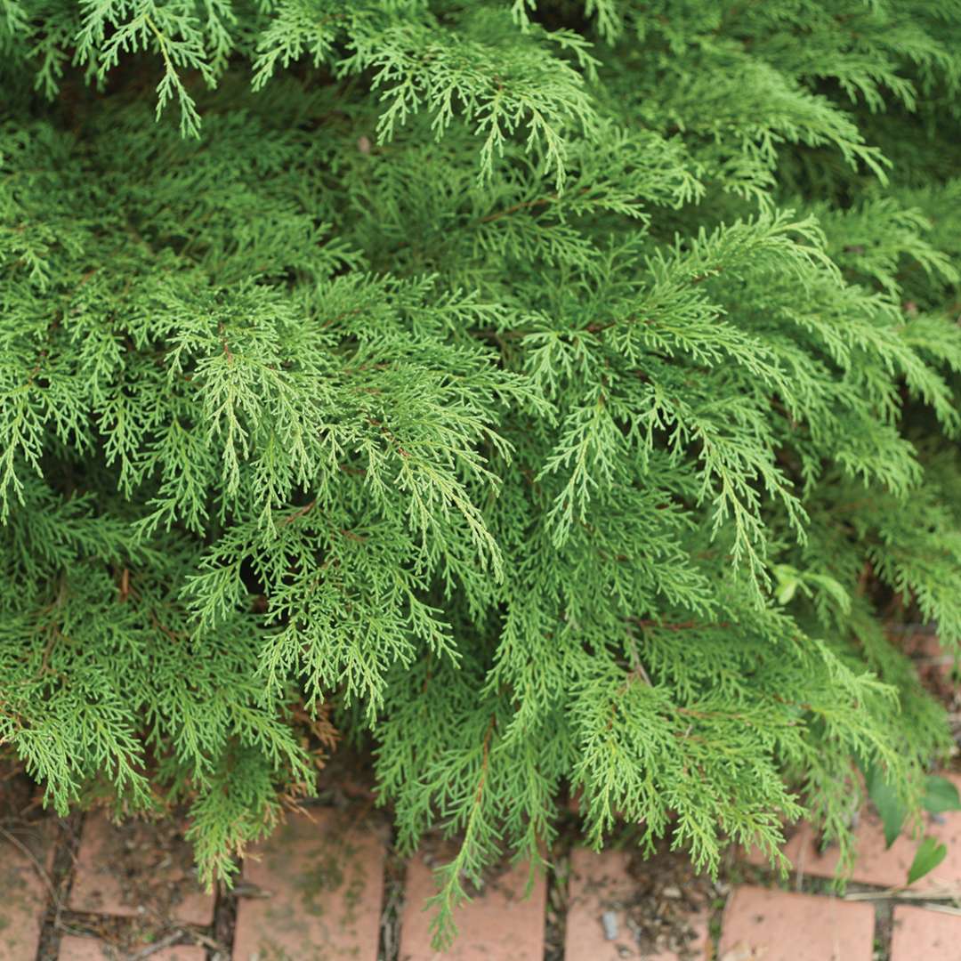 Celtic Pride Siberian cypress softening edge of brick path