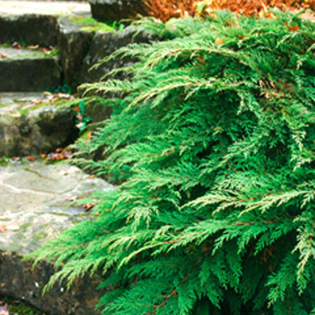 Close up of green Microbiota siberian cypress foliage