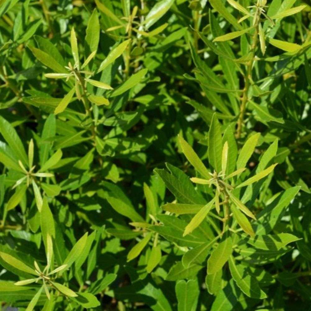 Close up of the fresh green foliage of Bayside Bonito southern wax myrtle 