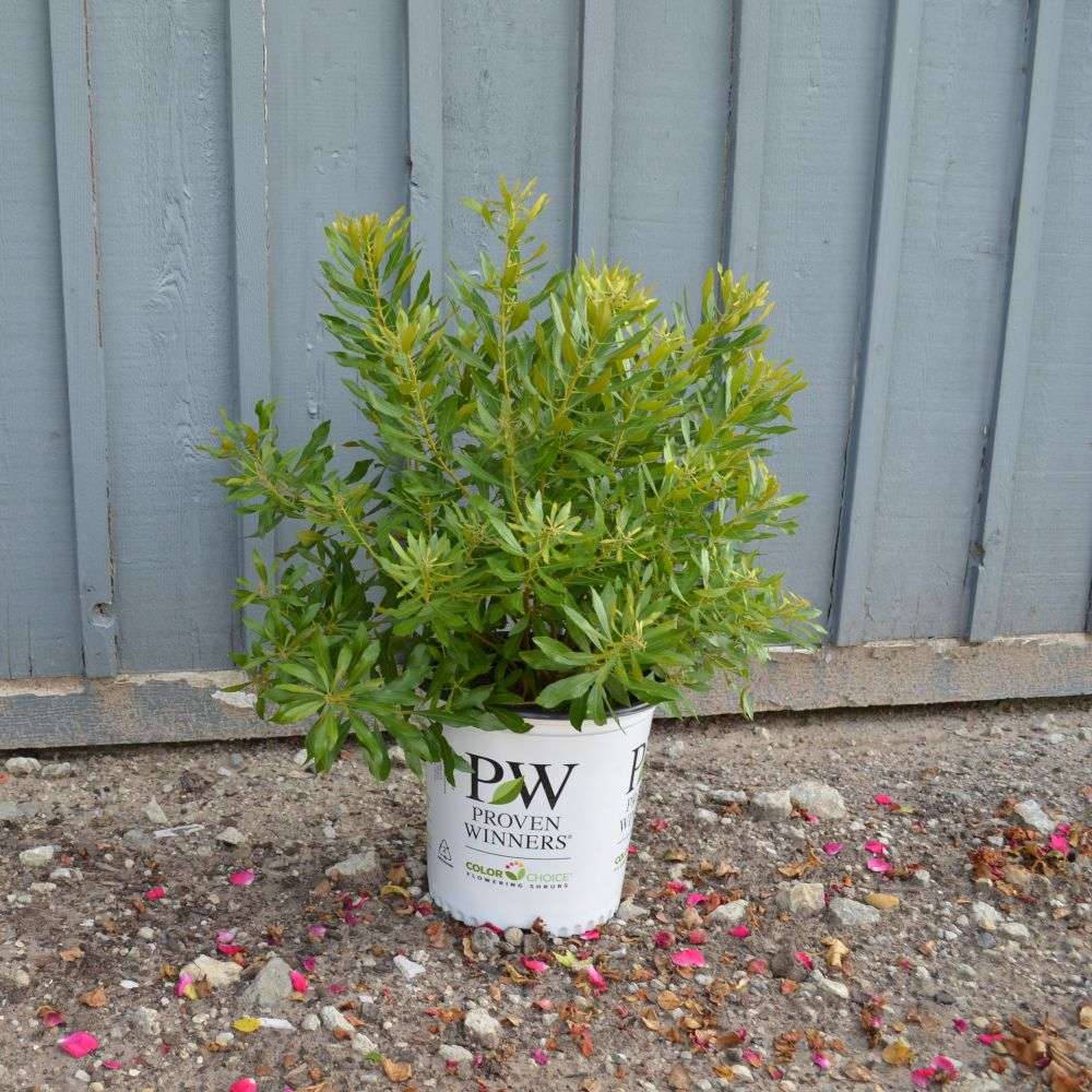 Bayside Bonito Myrica cerifera in a white nursery pot 