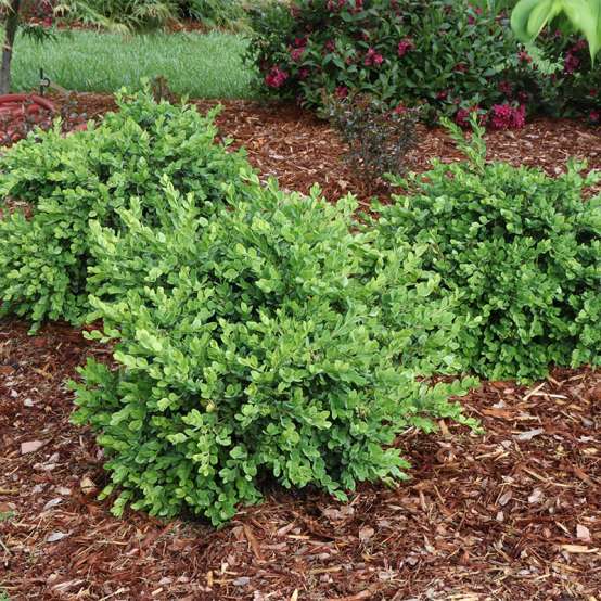 A group of Neatball boxwoods in a landscape