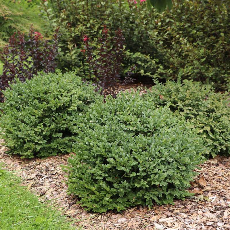 Neatball boxwoods with dark green foliage in a landscape