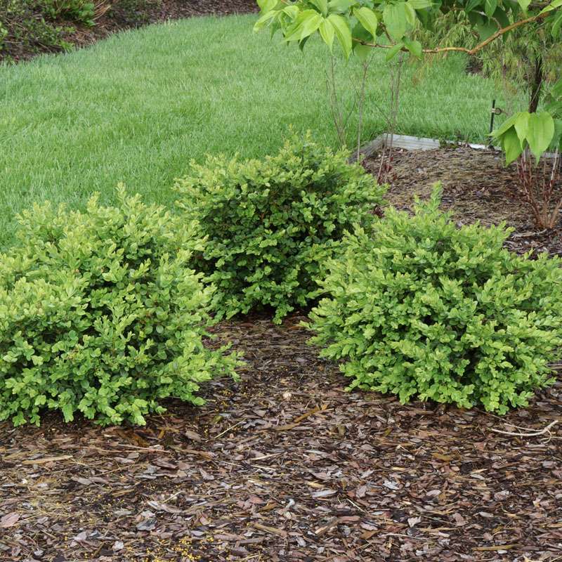 A group of Neatball boxwoods in a landscape
