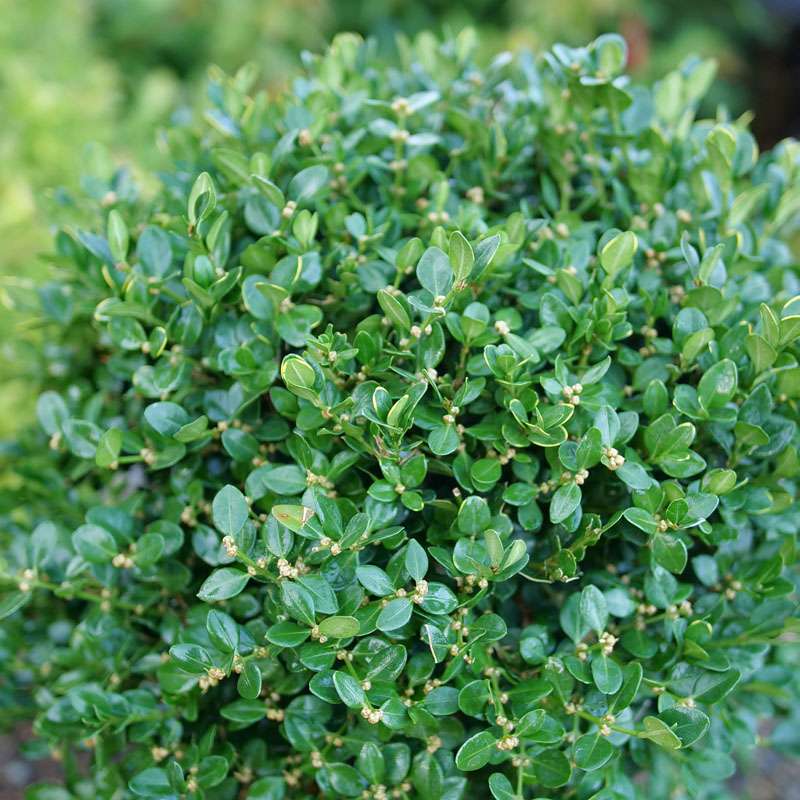 Close up of Neatball Boxwood foliage