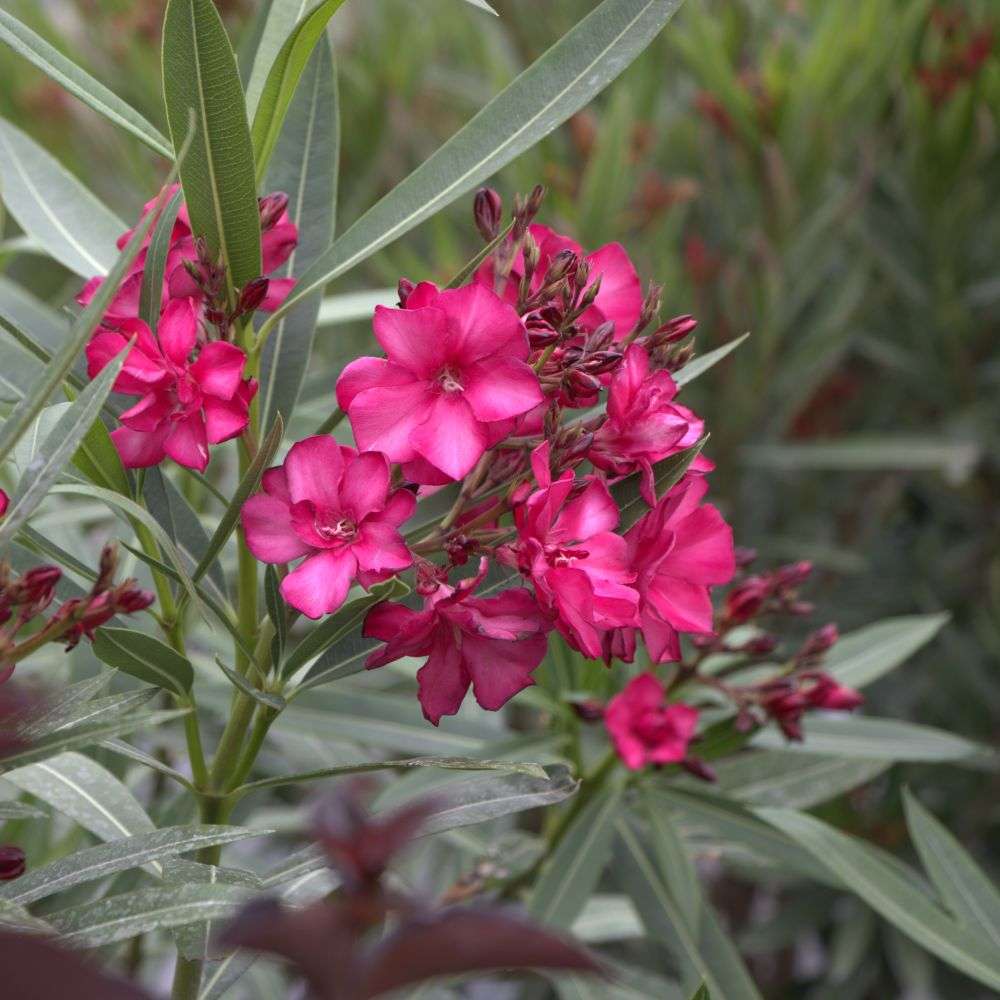 Close up of Ole Bicolor Red oleander's red flowers with white stripes 
