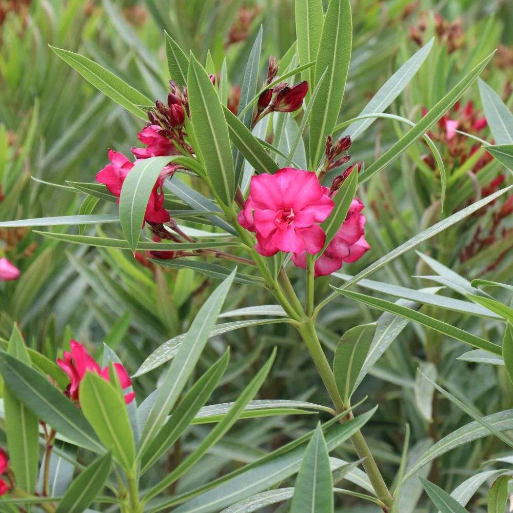 Ole Bicolor Red oleander blooming in a landscape
