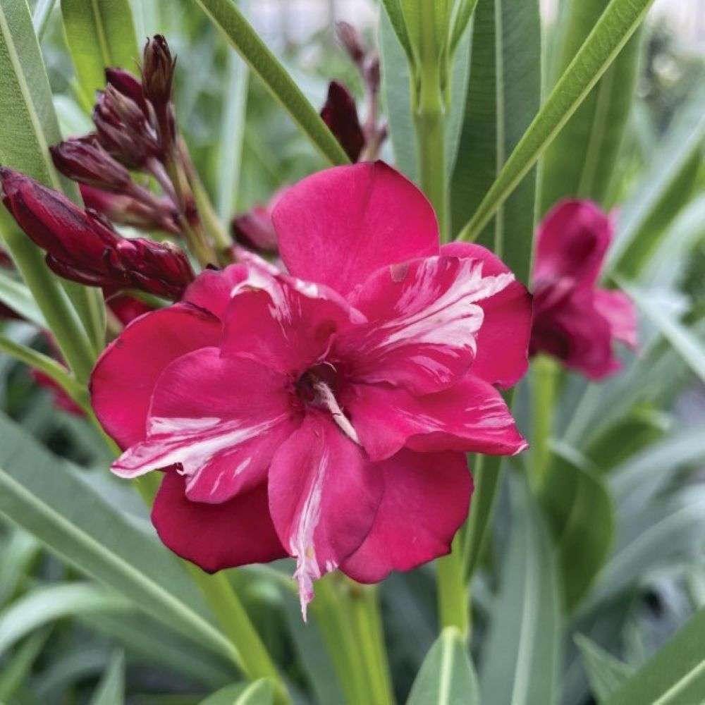 Close up of a bicolored red and white flower of Ole Bicolor Red oleander 