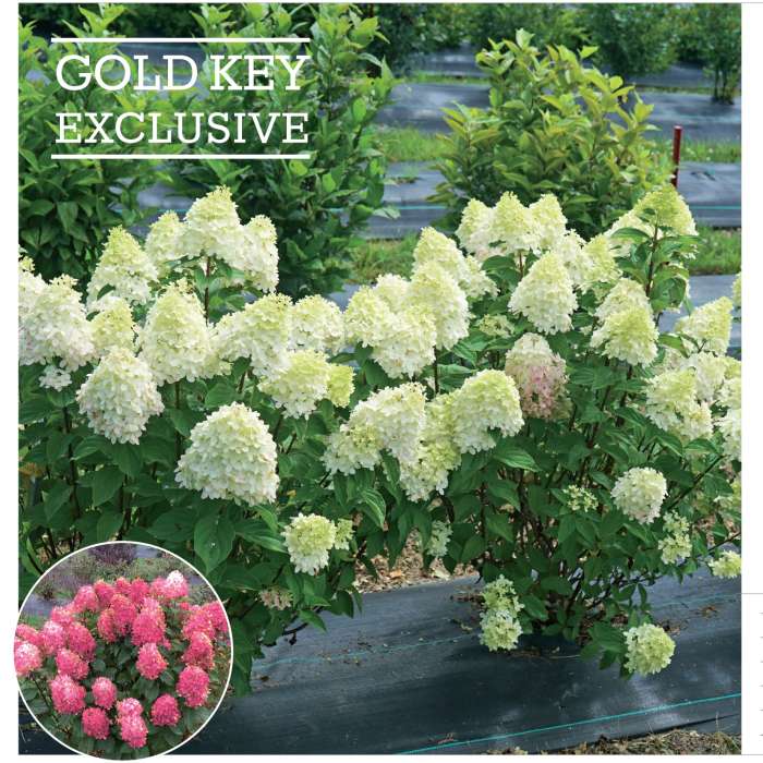 Preview of Exclusive Hydrangea paniculata PDF