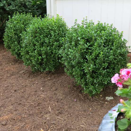 Three round boxwood shrubs grow against a white house.