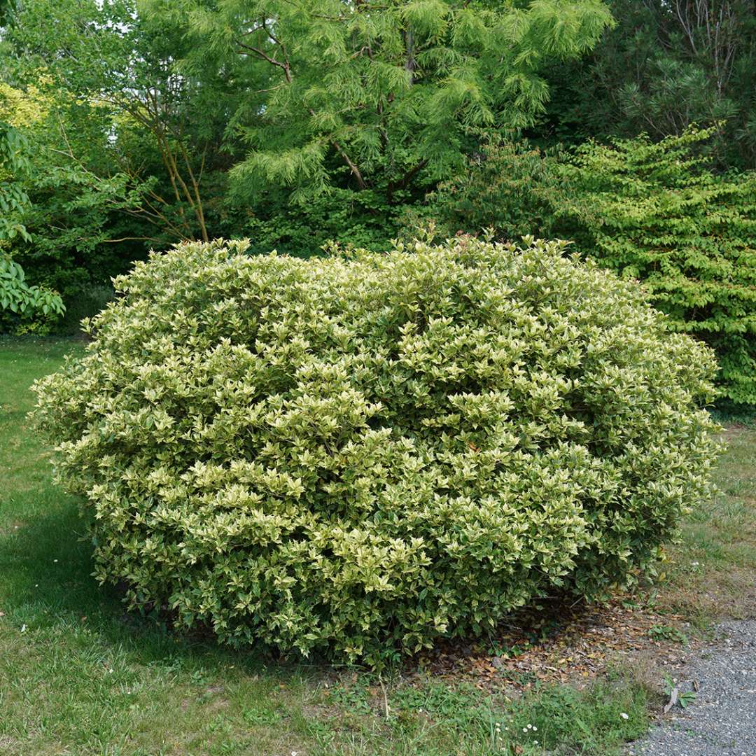 Goshiki Osmanthus in the landscape