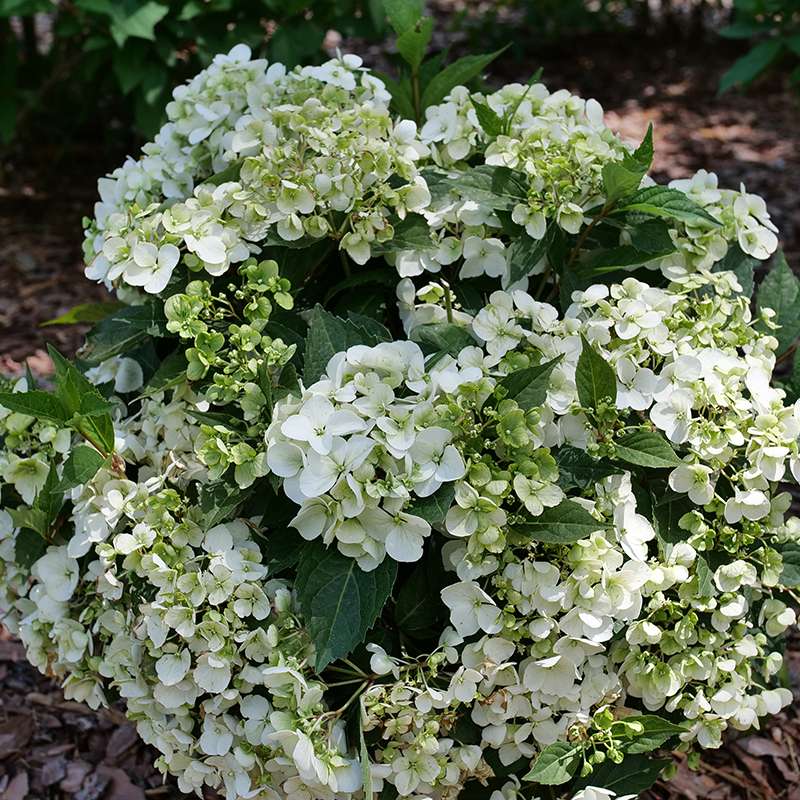 Fairytrail White cascade hydrangea in a landscape