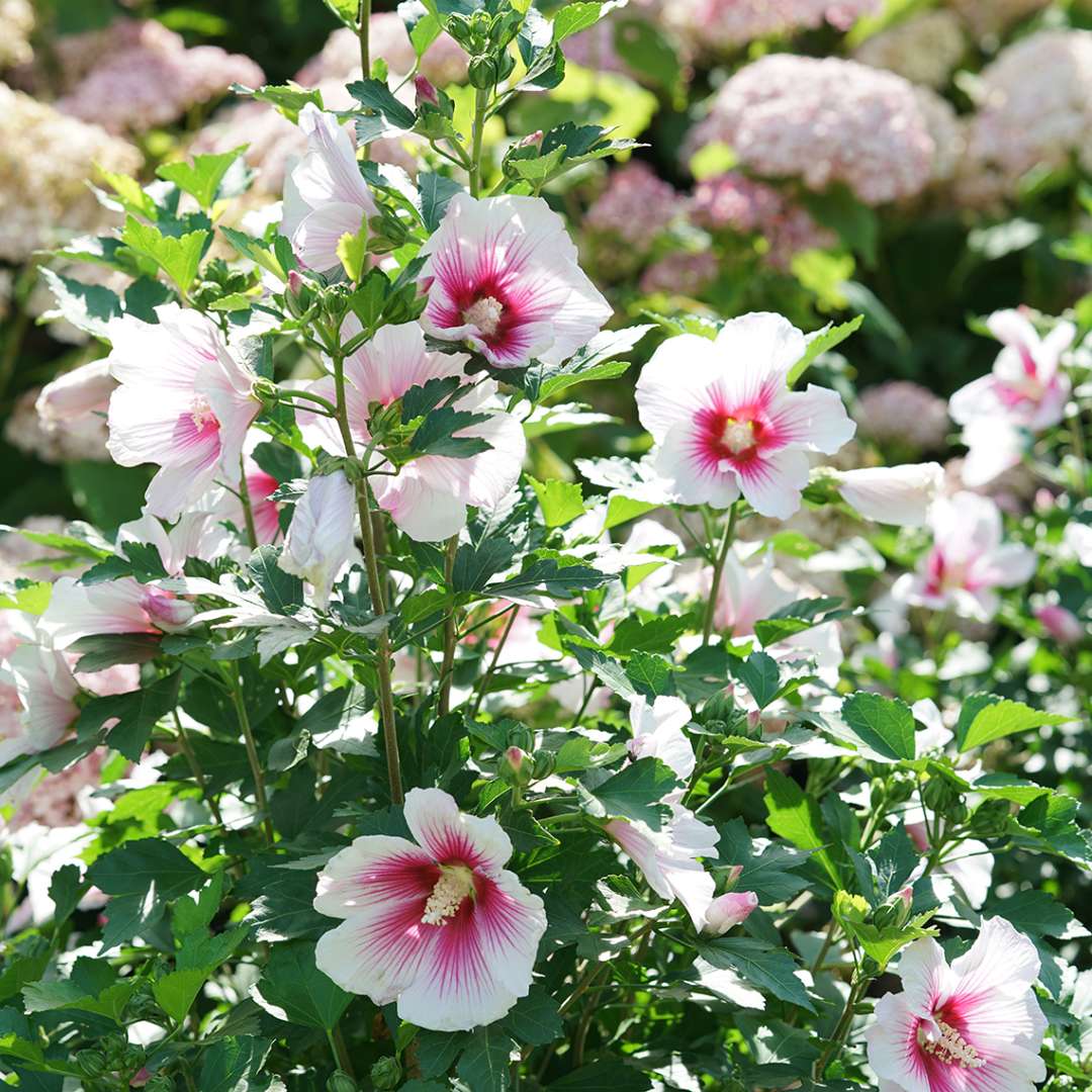 Paraplu Pink Ink rose of sharon pink blooms 