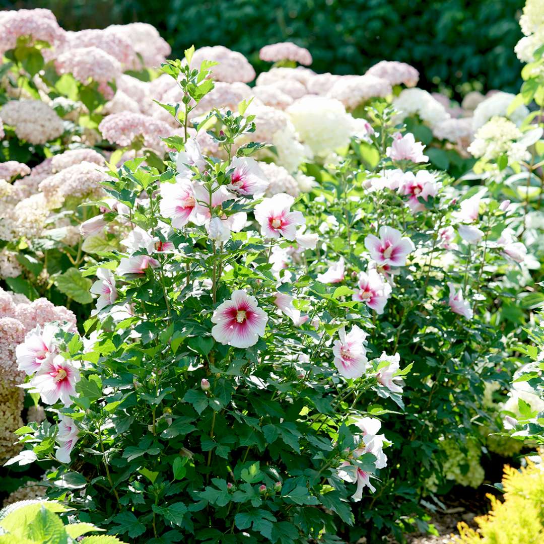 Paraplu Pink Ink rose of sharon in front of hydrangeas