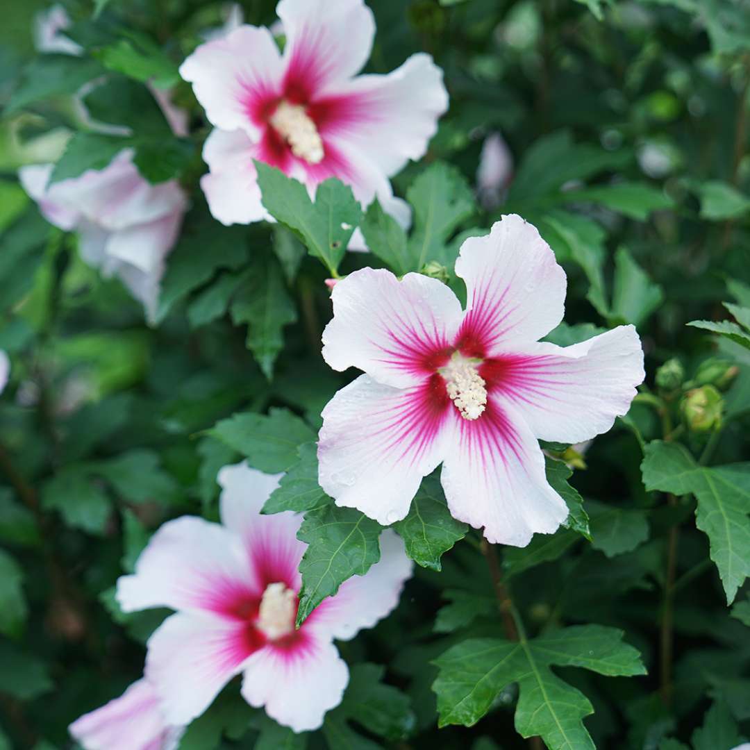 3 Paraplu Pink Ink rose of sharon blooms