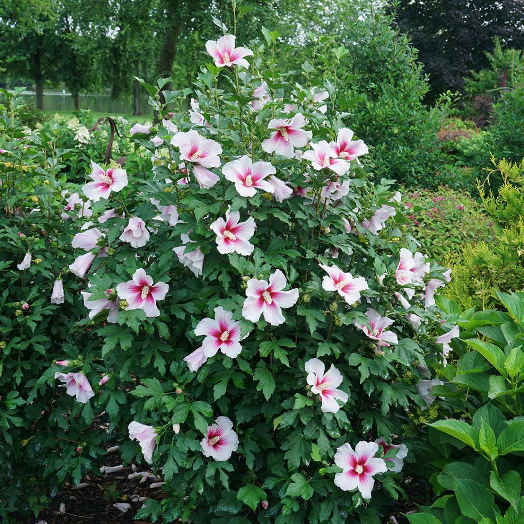 Paraplu Pink Ink rose of sharon in a landscape